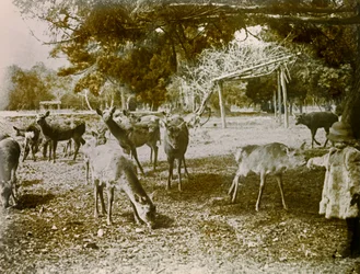 Gamos sueltos en Nara, hacia 1900 - 1915 (fotografía)