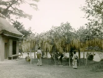 Glicina en flor en Nagaoka - Kyo en Kioto hacia 1900 - 1915 (fotografía)