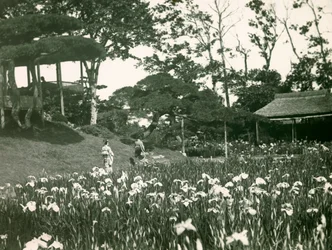 Jardín de lirios de Horikiri Shōbu-en en Tokio, hacia 1900-1915