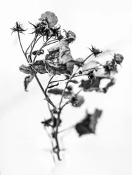 Entre las Flores 10, 2021 (foto b/n)