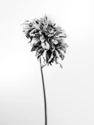 Entre las Flores 17, 2021 (foto b/n)