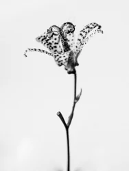 Entre las Flores 18, 2021 (foto b/n)
