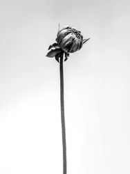 Entre las Flores 20, 2021 (foto b/n)