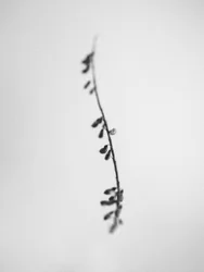 Entre las Flores 22, 2021 (foto b/n)