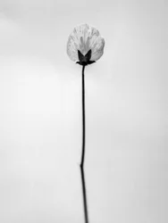 Entre las Flores 26, 2021 (foto b/n)