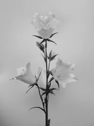 Entre las Flores 43, 2021 (foto b/n)