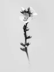 Entre las Flores 55, 2021 (foto b/n)