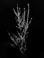 Entre las flores 56, 2021 (fotografía en b/n)