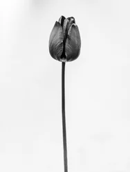 Entre las flores 63, 2021 (fotografía en b/n)