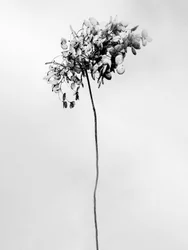 Entre las flores 78, 2021 (fotografía en b/n)