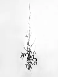 Entre las flores 80, 2021 (fotografía en b/n)