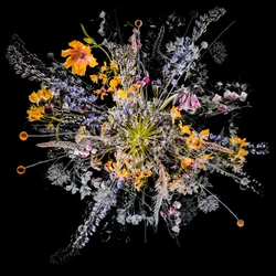 Ramo VII, 2018 (foto)