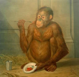 Orangután comiendo fresas