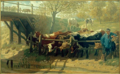 Vacas sedientas