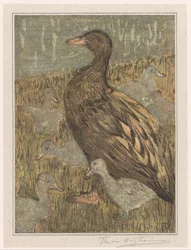 Pato con polluelos al borde del agua