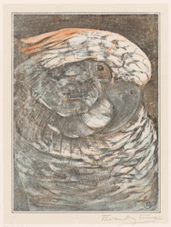 Cabeza de loro
