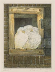 Palomas blancas en la ventana