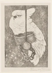 Cacatúa blanca