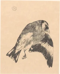 Jilguero muerto