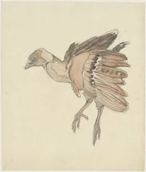 Pájaro muerto (¿pardilla?)