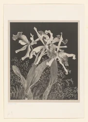 Orquídeas
Orchideeën
Bloemstudies (título original de la serie)