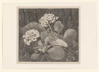 Primula in het mos
Bloemstudies (título original de la serie)