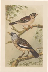 Dos pájaros en las ramas