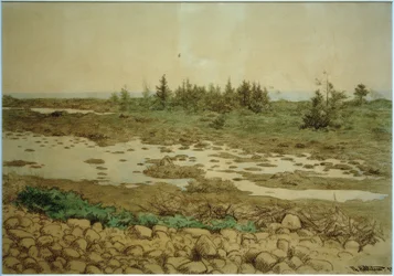 Piedras rodantes, agua y arbustos