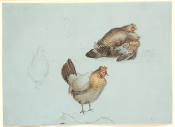 Høns. Estudio
