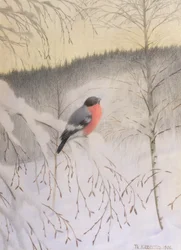 Bullfinch en Frosty Twig