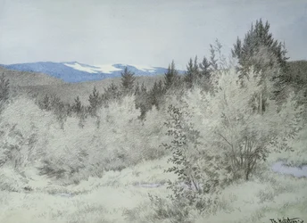Muy lejos, en el bosque