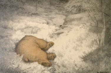 El oso duerme en el brezo de arándanos