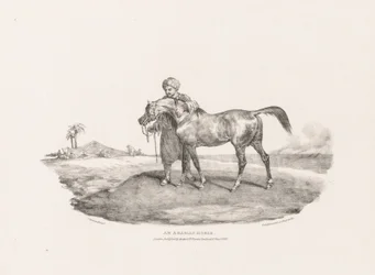 Un caballo árabe