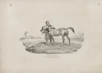 Un caballo árabe