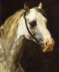 Cabeza de un caballo pío