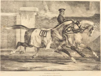 Caballos ejercitándose