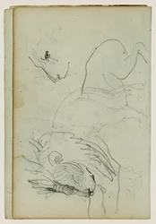 Estudios sobre el león