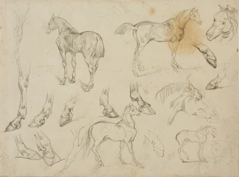Bocetos de un caballo