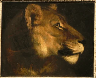 Tete de lionne. Cabeza de una leona ...