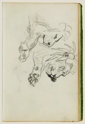 Dos estudios sobre los leones