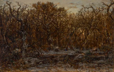 Bosque al atardecer en invierno