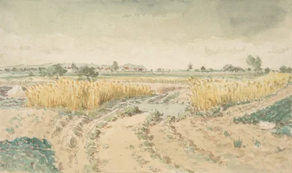 Campos de trigo