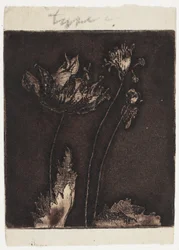 Últimas amapolas