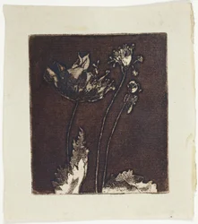 Últimas amapolas