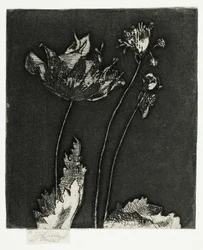 Últimas Amapolas