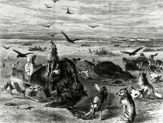 Matanza de búfalos en las llanuras, de Harpers Weekly 1872