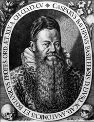 Retrato de Gaspard BAUHIN (1560-1624) botánico suizo. Grabado por Theodore de Bry