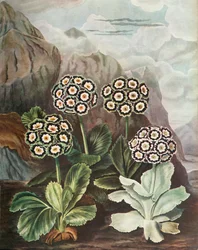 Aurículas, c1802-1821, 1948