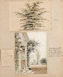 Estudio de un cedro