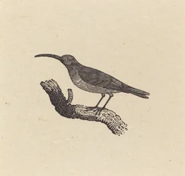 Un Pájaro
